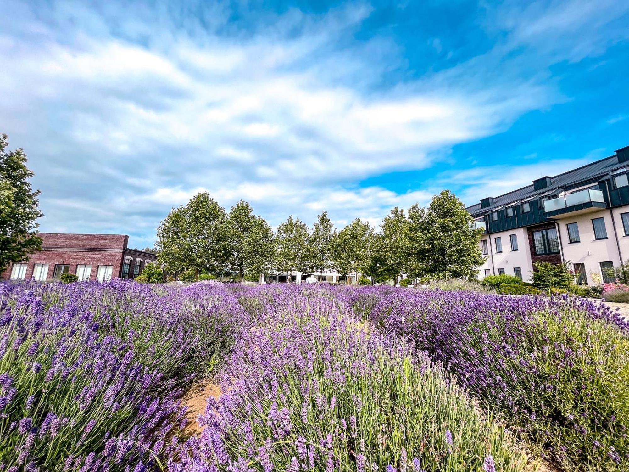 Lawendowe Termy Uniejow Exterior foto